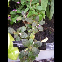 Coccocypselum guianense (fam. Rubiacees) (Am. tropicale) (1)